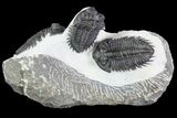 Triple Coltraneia Trilobite Association - Huge Faceted Eyes #87581-10